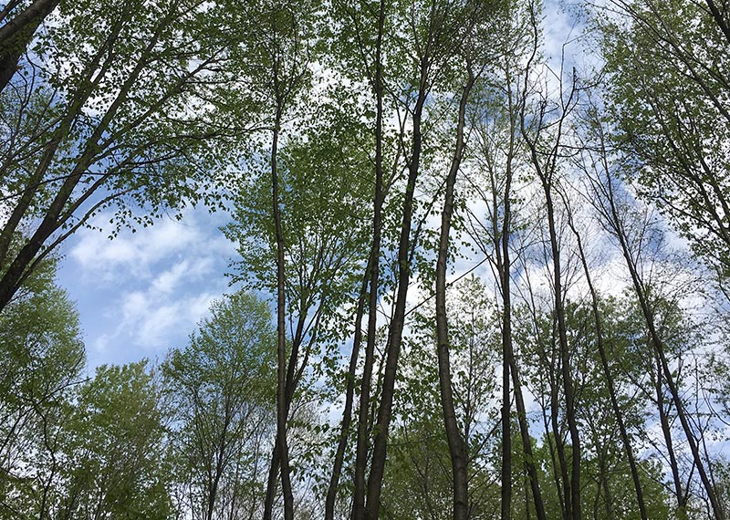 Managed Forests
